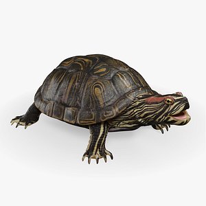 Turtle 3D model