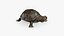 Turtle 3D model