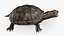 Turtle 3D model
