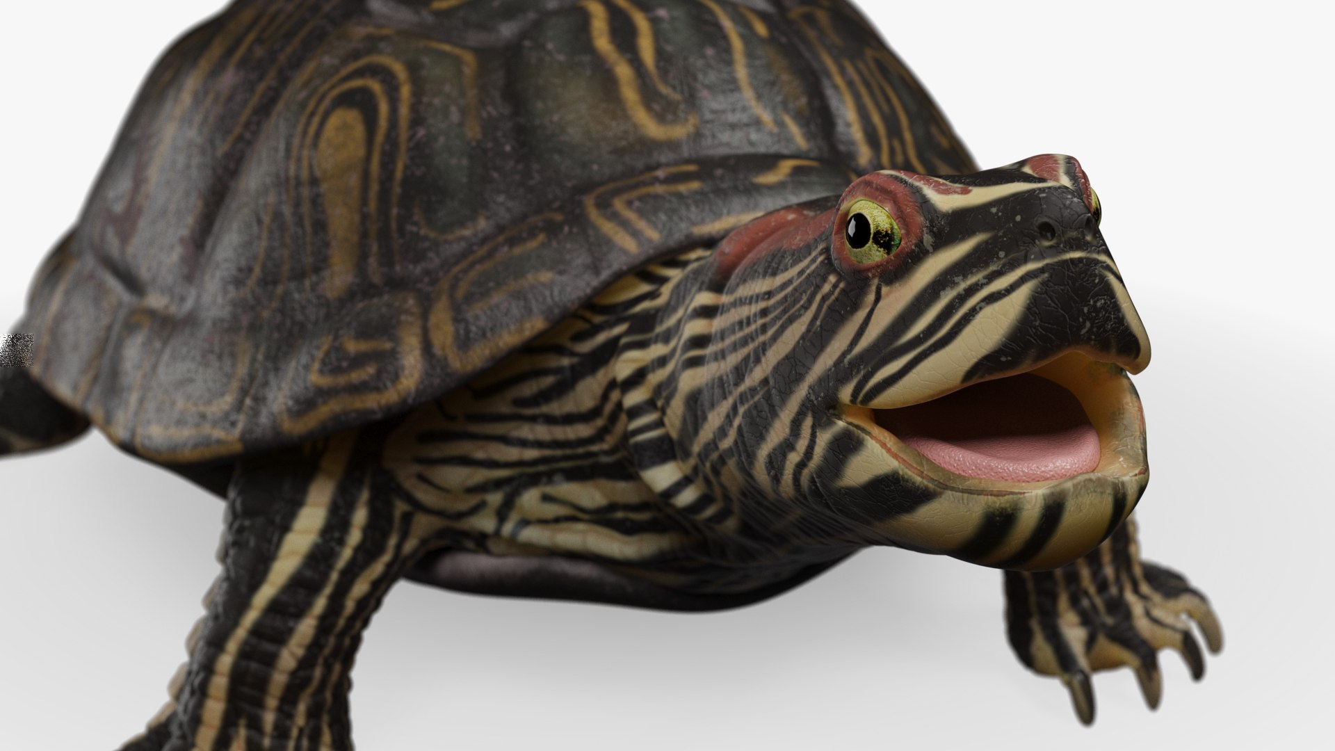 Turtle 3D Model - TurboSquid 1961810