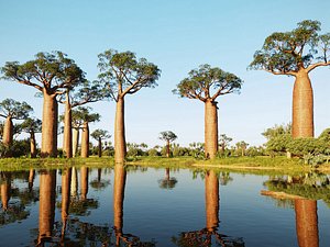 African plants - Include GrowFX and Mesh file 3D model