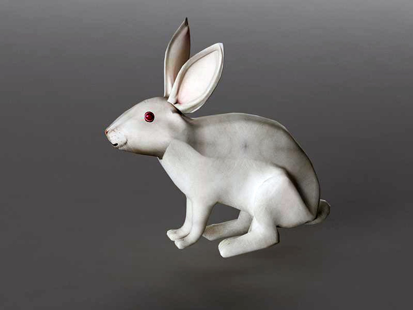 Rabbit