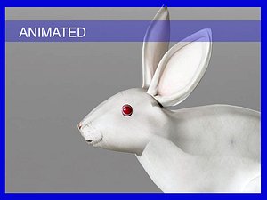 Rabbit