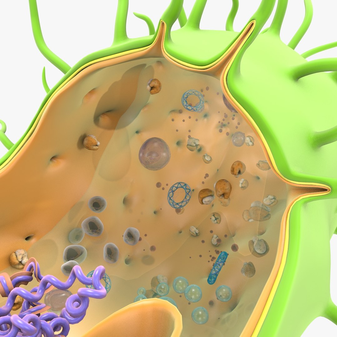 prokaryotic cell ribosomes model https://p.turbosquid.com/ts-thumb/ig/mlHapy/4qBQrhQN/prokaryotic_0019/jpg/1493495546/1920x1080/fit_q87/b6878239dad20ef867c3cfcf59ff96b5d055667b/prokaryotic_0019.jpg