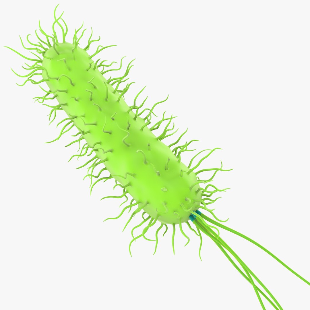 prokaryotic cell ribosomes model https://p.turbosquid.com/ts-thumb/ig/mlHapy/73LUKa7j/prokaryotic_0023/jpg/1493495546/1920x1080/fit_q87/ce6451c6efb43f48b38c4fa668522863b99df396/prokaryotic_0023.jpg