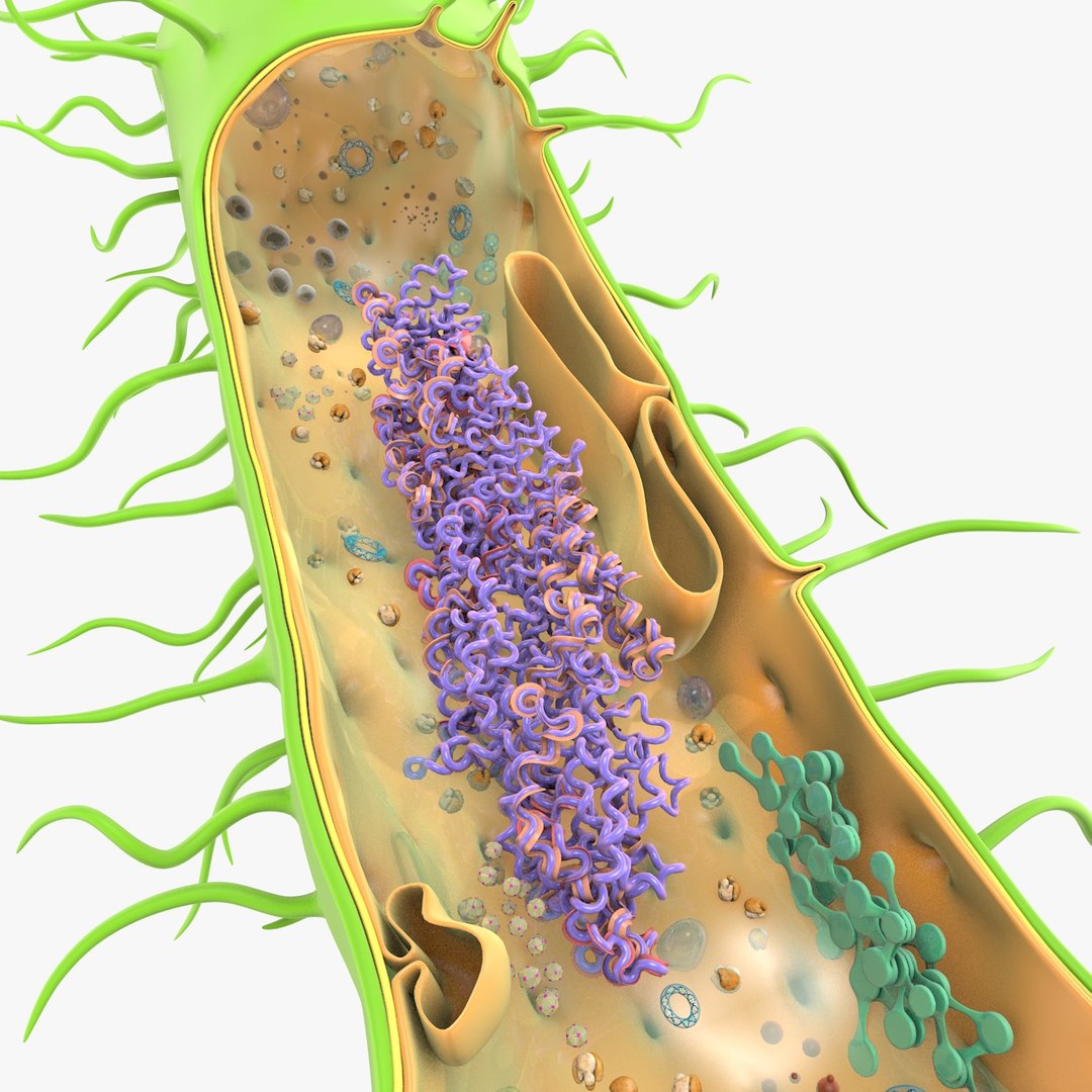 prokaryotic cell ribosomes model https://p.turbosquid.com/ts-thumb/ig/mlHapy/B42BDk1S/prokaryotic_0012/jpg/1496060654/1920x1080/fit_q87/1494b9f590cbd4e30f096ddd944ea1181c0ee511/prokaryotic_0012.jpg