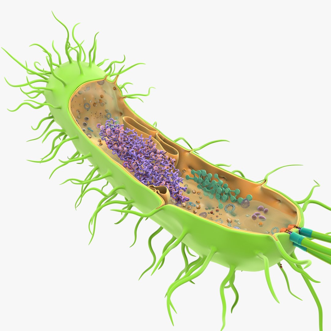 prokaryotic cell ribosomes model https://p.turbosquid.com/ts-thumb/ig/mlHapy/GnpCTaWA/prokaryotic_0009/jpg/1493495546/1920x1080/fit_q87/387184ba6ce6817b4ed515bc2ac3e8f66dc828c7/prokaryotic_0009.jpg