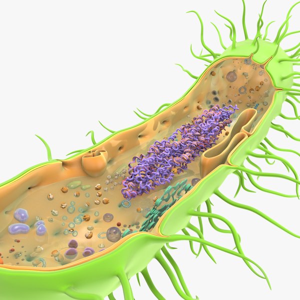Prokaryotic cell ribosomes model | 1149003 | TurboSquid