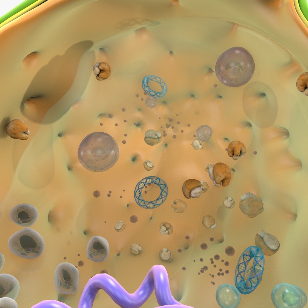 prokaryotic cell ribosomes model https://p.turbosquid.com/ts-thumb/ig/mlHapy/R4oIMEXY/prokaryotic_0020/jpg/1493495546/1920x1080/fit_q87/368e31bc65cddd32917bc063487339566b126e68/prokaryotic_0020.jpg