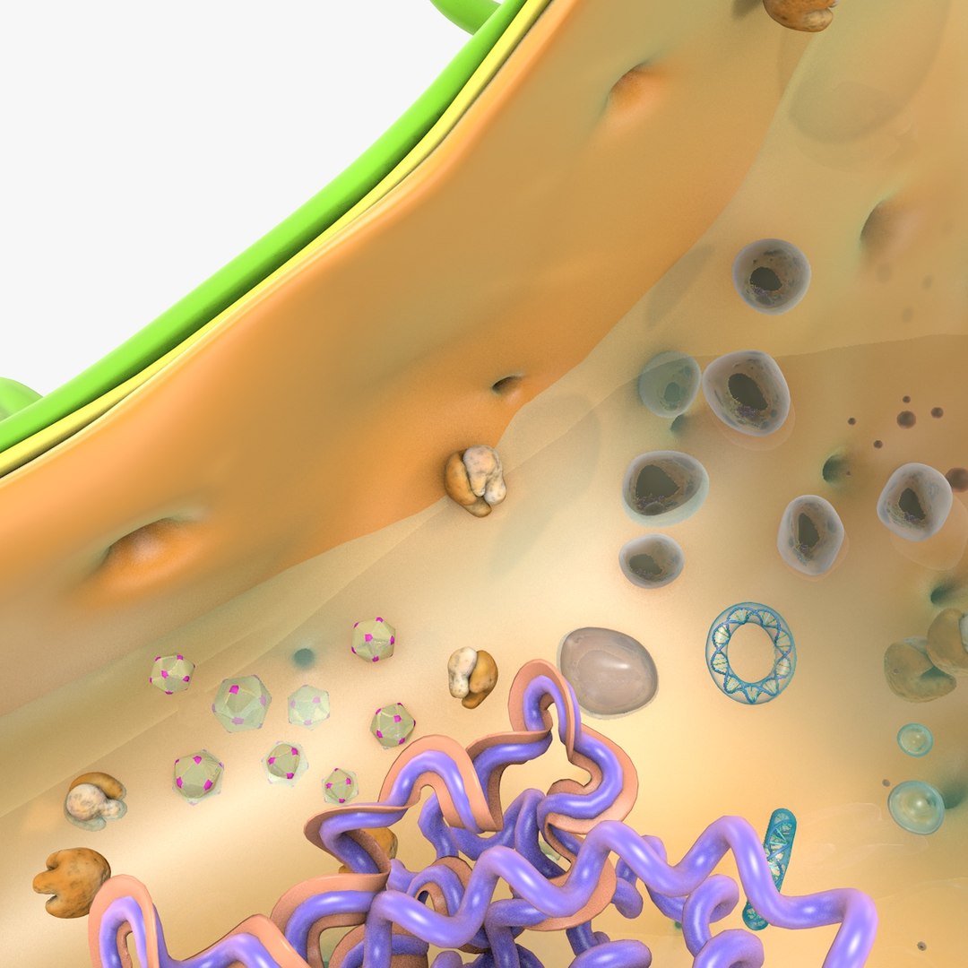 prokaryotic cell ribosomes model https://p.turbosquid.com/ts-thumb/ig/mlHapy/WVmI8s9T/prokaryotic_0018/jpg/1493495546/1920x1080/fit_q87/7c04ce94020fe174cfb53f7497091ab86459f1c1/prokaryotic_0018.jpg