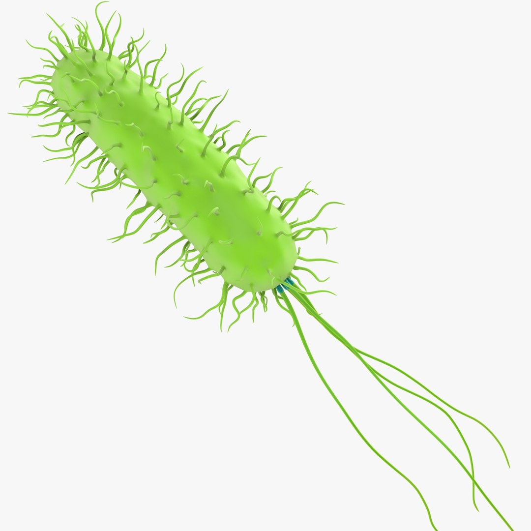prokaryotic cell ribosomes model https://p.turbosquid.com/ts-thumb/ig/mlHapy/WxHni7S5/prokaryotic_0024/jpg/1493495546/1920x1080/fit_q87/5b82bad67ecf37f2d7d8c440ce0c503d7892972b/prokaryotic_0024.jpg