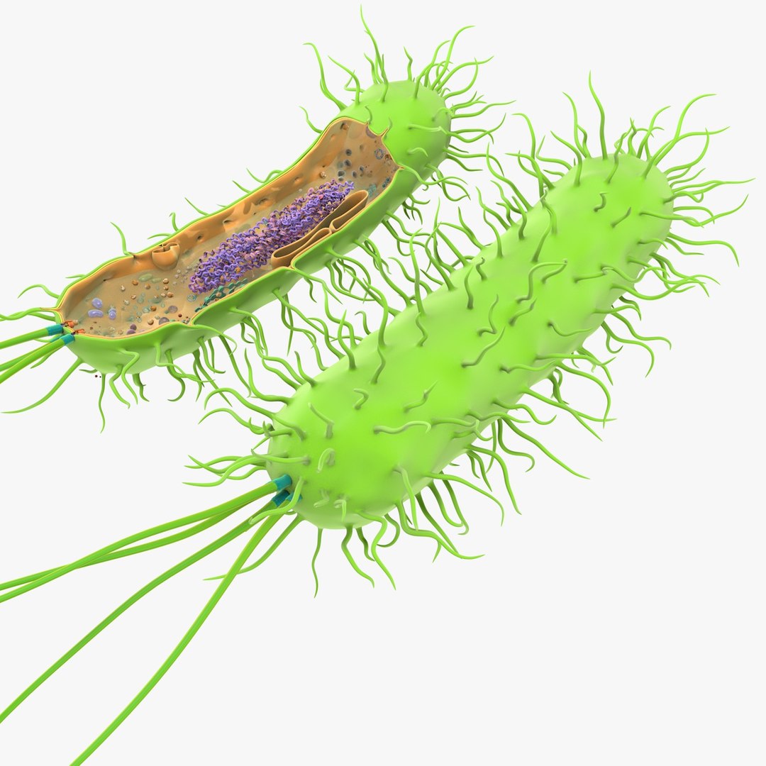 prokaryotic cell ribosomes model https://p.turbosquid.com/ts-thumb/ig/mlHapy/cEFh90t4/prokaryotic_0002/jpg/1493495546/1920x1080/fit_q87/2a4c53465dcace3c19d03ad26394ed8abef0ddc2/prokaryotic_0002.jpg