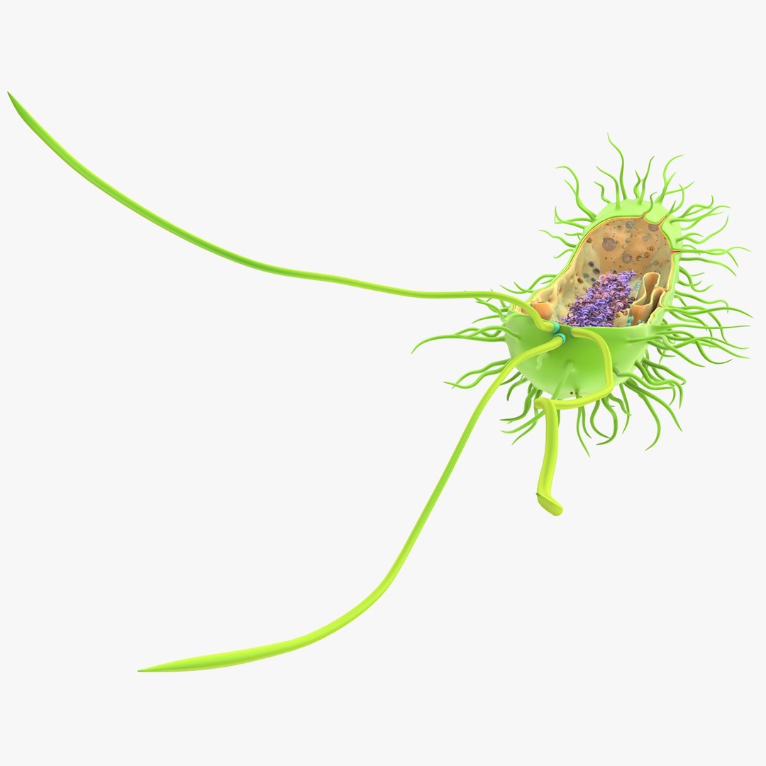 prokaryotic cell ribosomes model https://p.turbosquid.com/ts-thumb/ig/mlHapy/i0zCo4Ap/prokaryotic_0022/jpg/1493495546/1920x1080/fit_q87/cdcd199879cde8f79288cf7dd1bb22b0773a9606/prokaryotic_0022.jpg