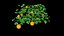pumpkin plant