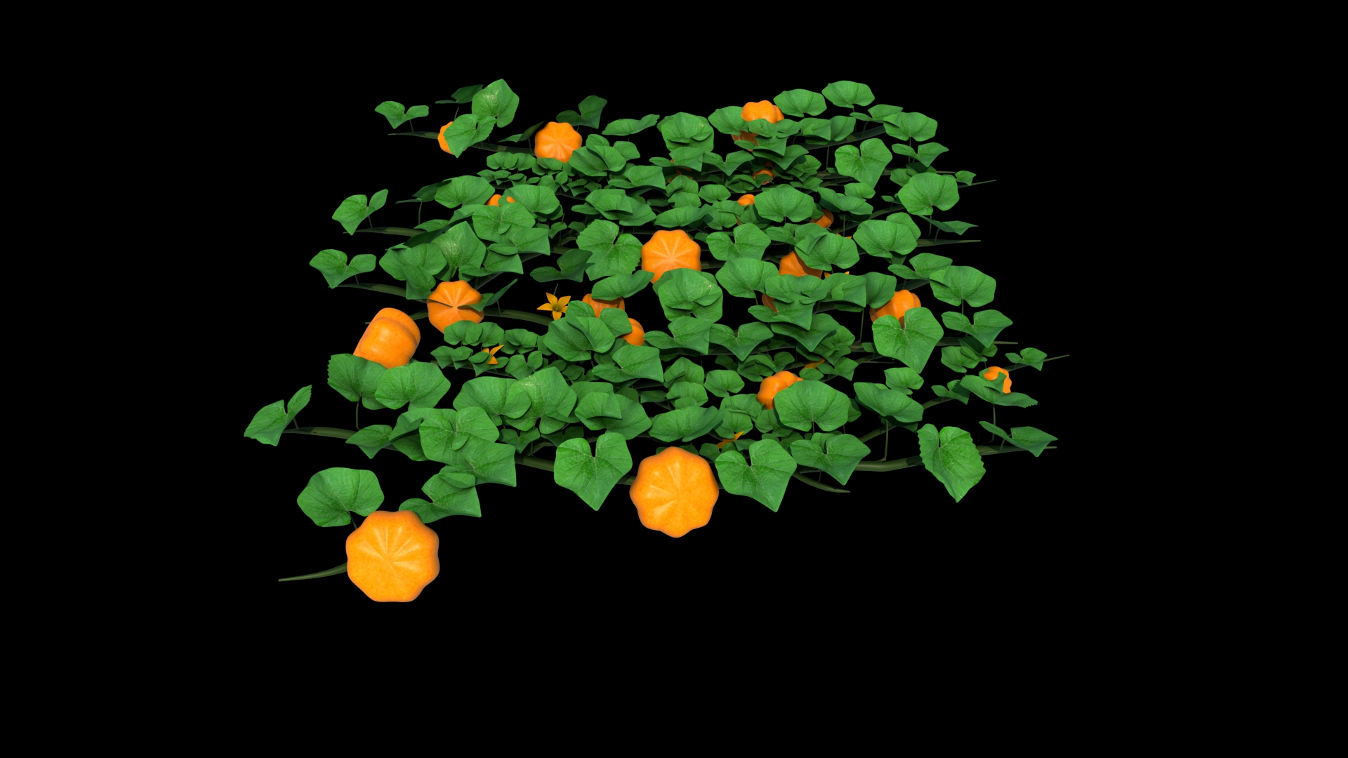 pumpkin plant 3D model https://p.turbosquid.com/ts-thumb/ih/BlabSI/7q/z0170_pumpkin_flower/jpg/1711687944/1920x1080/turn_fit_q99/9f201f21b871b949a1bf261a492e588a6650f7ff/z0170_pumpkin_flower-1.jpg