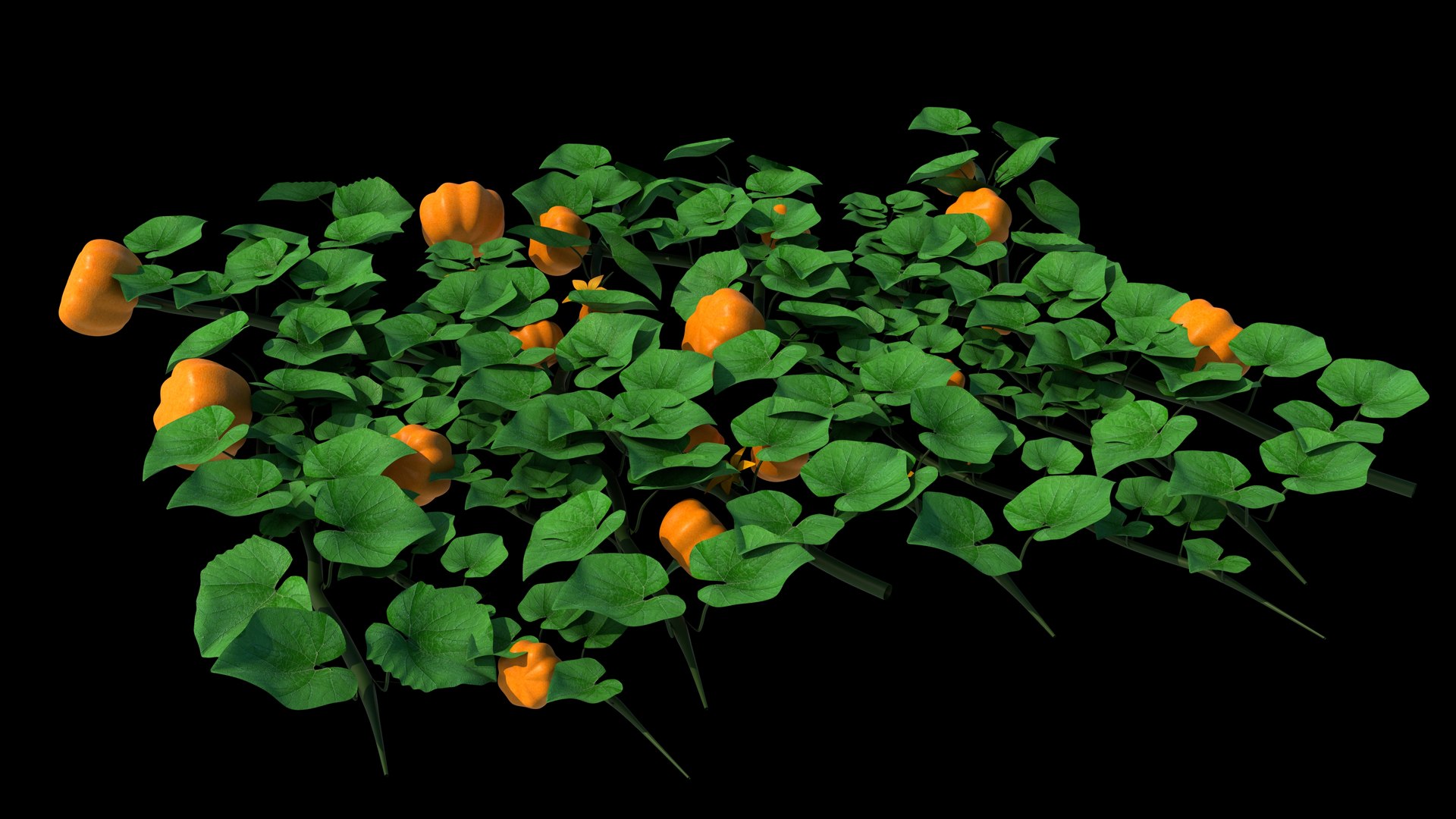 pumpkin plant 3D model https://p.turbosquid.com/ts-thumb/ih/BlabSI/Av/z0170_pumpkin_flower_0002/jpg/1711687937/1920x1080/fit_q87/874377a48a66bf4c05f0d5c612c229118f032732/z0170_pumpkin_flower_0002.jpg