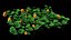 pumpkin plant