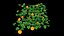pumpkin plant