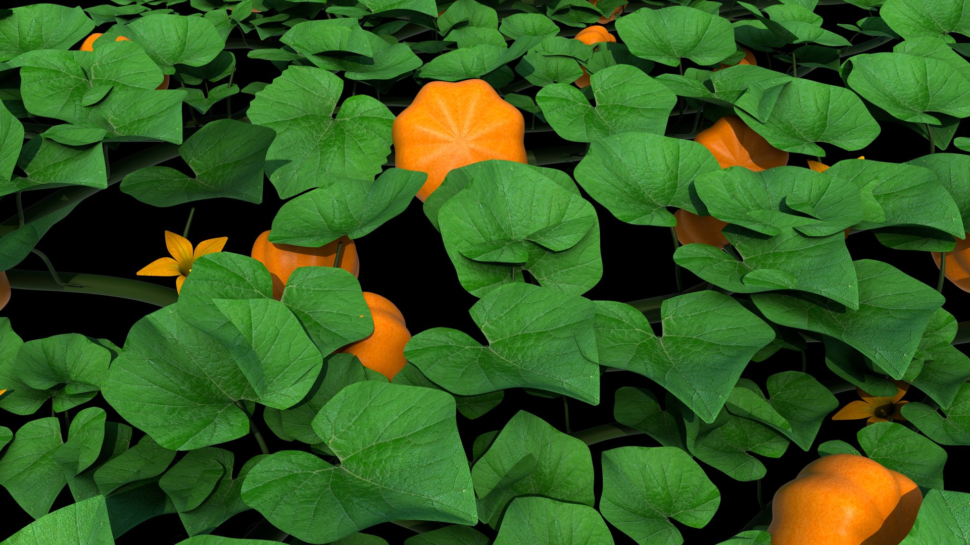 pumpkin plant 3D model https://p.turbosquid.com/ts-thumb/ih/BlabSI/Zc/z0170_pumpkin_flower_0003/jpg/1711687943/1920x1080/fit_q87/7c53a4b0f215a864a71daf5f09747f9572ea82b2/z0170_pumpkin_flower_0003.jpg