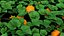 pumpkin plant