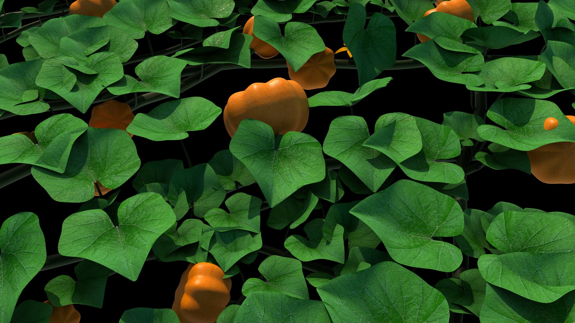 pumpkin plant 3D model https://p.turbosquid.com/ts-thumb/ih/BlabSI/nY/z0170_pumpkin_flower_0004/jpg/1711687985/1920x1080/fit_q87/b3aec6a54775ad225ac7c00781fb41346164436a/z0170_pumpkin_flower_0004.jpg