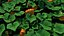 pumpkin plant