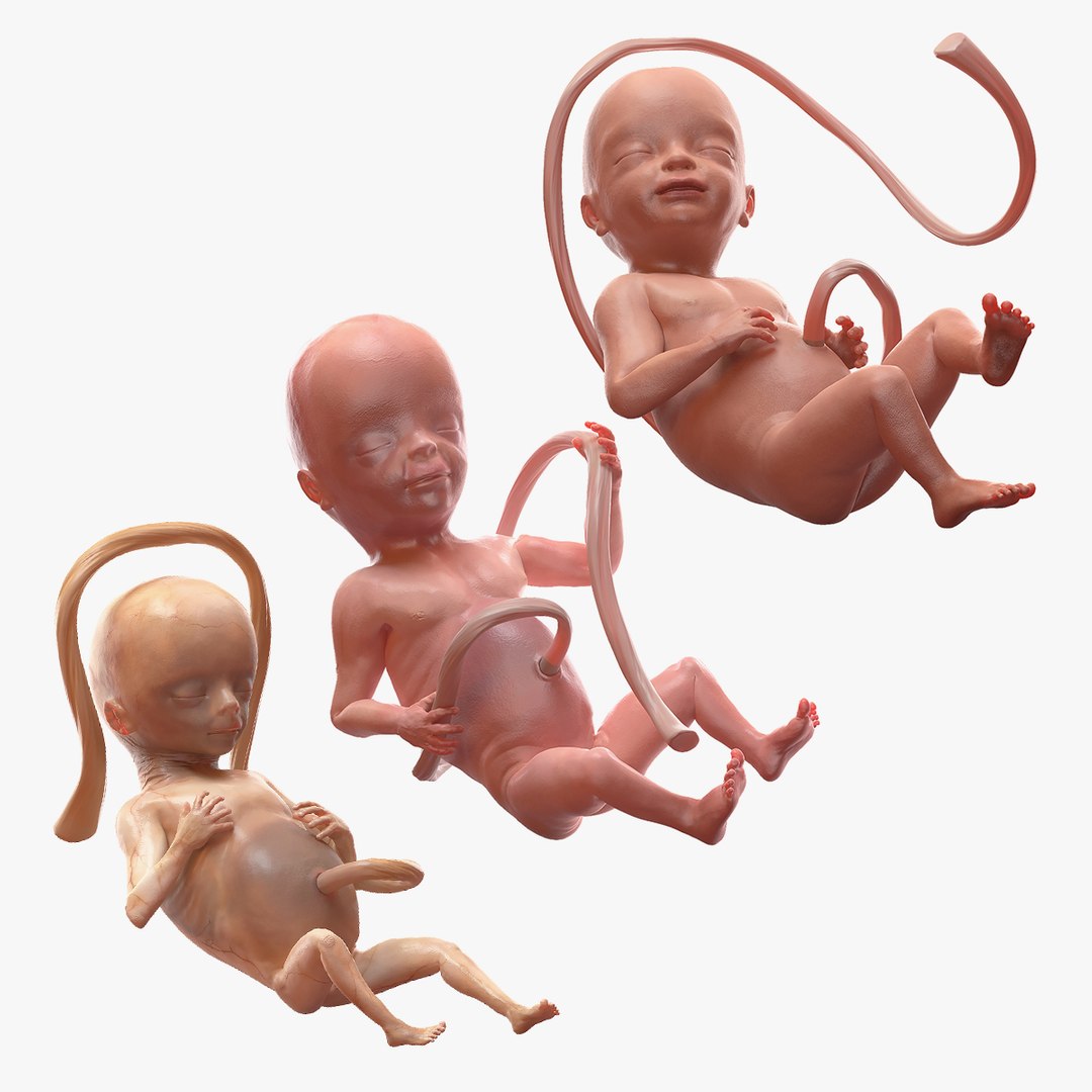 Second Trimester Human Embryos Rigged Collection 3D model preview
