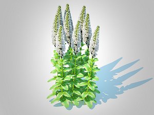 3D Digitalis purpurea - Common Foxglove  white model