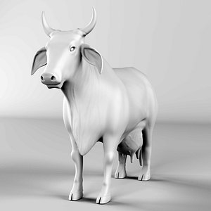 Brazilian Cow Nelore