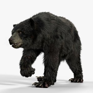 bear black RIGGED - Houdini