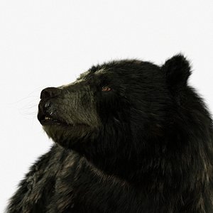 bear black RIGGED - Houdini
