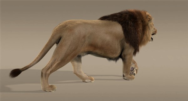 3d ma lion fur animation