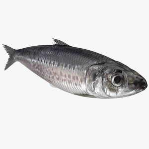 Fresh Sardine Fish