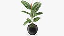 Ficus Elastica Tree in Pot