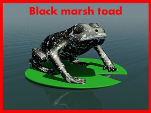 3ds max black marsh toad