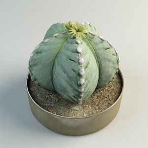 3ds flowering cactus pot