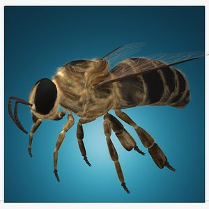 3D bee stem cell