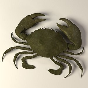 3d crab scylla serrata