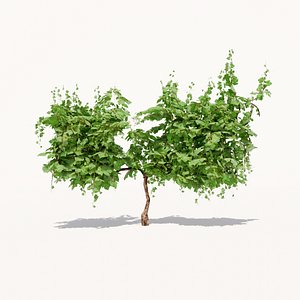 Grapevine Plant 001 Var 001