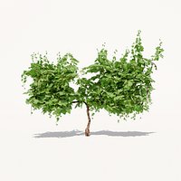 Grapevine Plant 001 Var 001