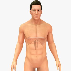 3D Human diaphragm model