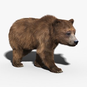 Brown Bear(FUR)(RIGGED)