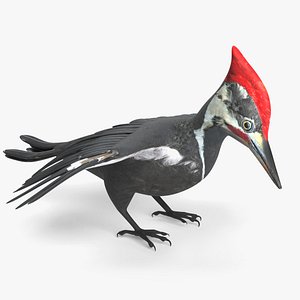 woodpecker wood pecker 3D model