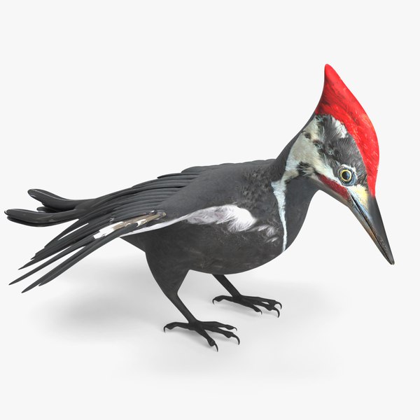 Low Poly 3D Woodpecker Models | TurboSquid