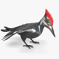 Woodpecker