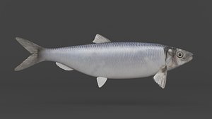 Fish Herring