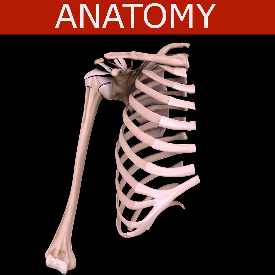 3d model shoulder bones https://p.turbosquid.com/ts-thumb/ij/aYFfXK/AlNhrpSL/humero_escapula_primari/jpg/1291389892/1920x1080/fit_q87/d9ed06812f923c4fd3076d985ecb91b83e1b77b3/humero_escapula_primari.jpg