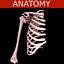 Shoulder bones