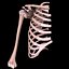 Shoulder bones
