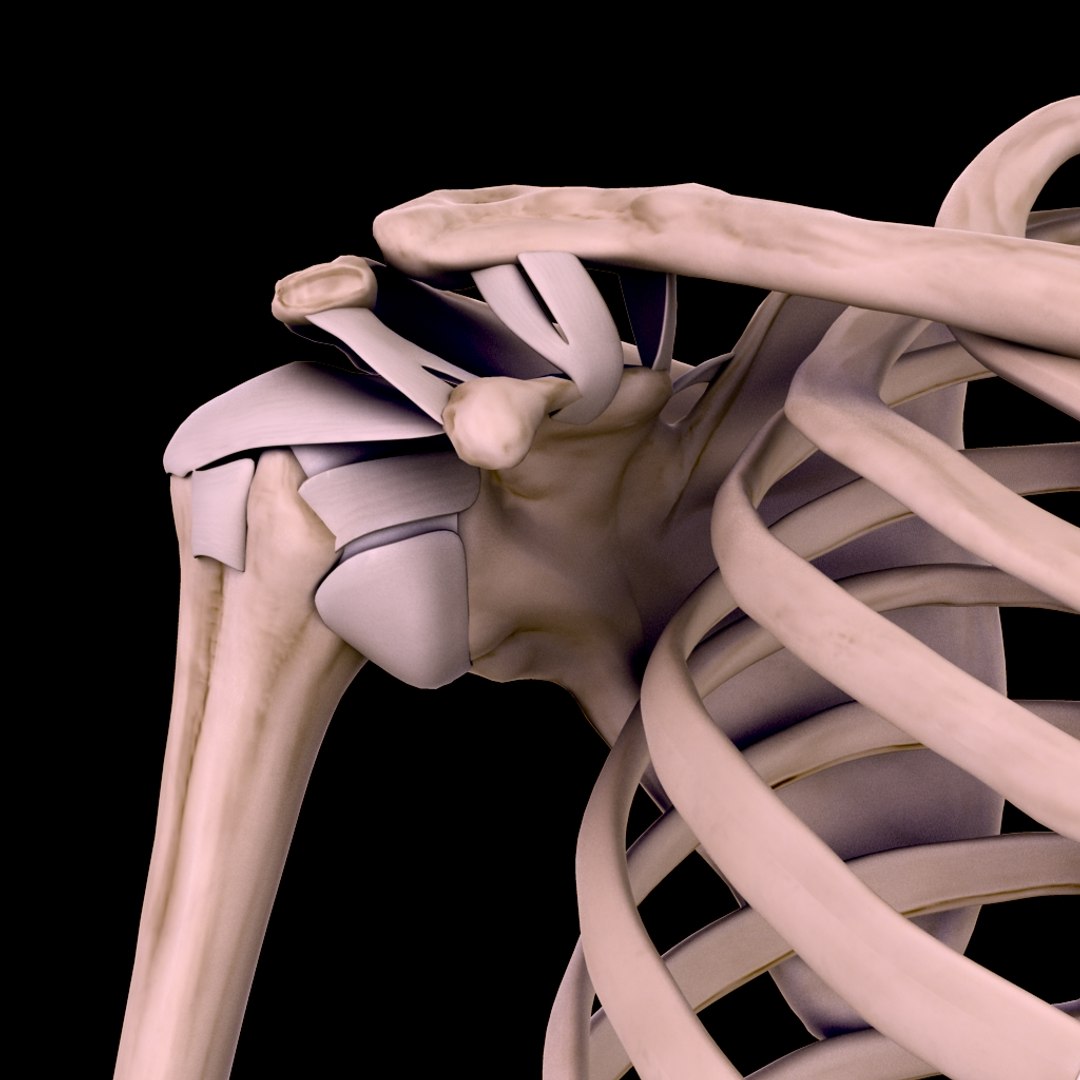 3d model shoulder bones https://p.turbosquid.com/ts-thumb/ij/aYFfXK/HfV7R21w/humero_escapula0002/jpg/1291389892/1920x1080/fit_q87/ab910c37ff47464e2616e98adea1275e6e24d7fe/humero_escapula0002.jpg